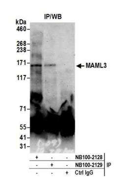 Immunoprecipitation: MAML3 Antibody [NB100-2128]