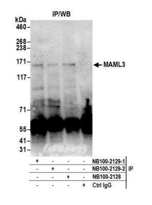 Immunoprecipitation: MAML3 Antibody [NB100-2129]