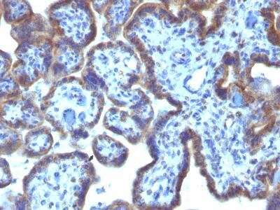 Immunohistochemistry-Paraffin: MAML3 Antibody (MAML3/1303) [NBP2-47646]