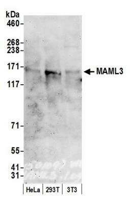 Western Blot: MAML3 Antibody [NB100-2128]