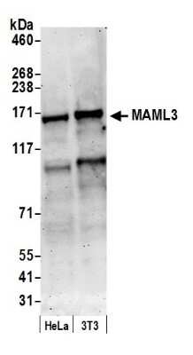 Western Blot: MAML3 Antibody [NB100-2129]