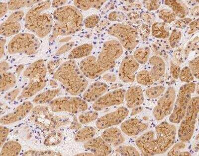 Immunohistochemistry-Paraffin: MAMLD1 Antibody [NBP3-12581]