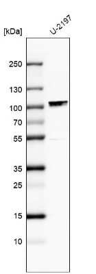 Western Blot: MAMLD1 Antibody [NBP1-84530]