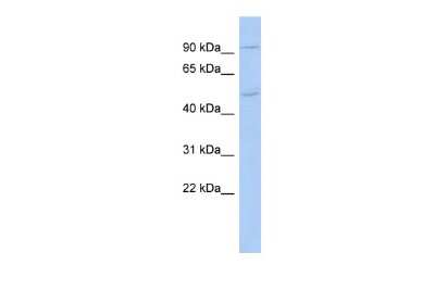 Western Blot: MAMLD1 Antibody [NBP2-83178]