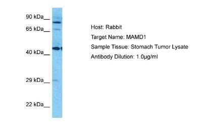 Western Blot: MAMLD1 Antibody [NBP2-83179]