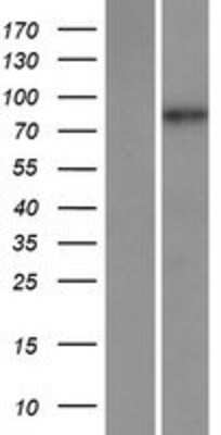 Western Blot: MAMLD1 Overexpression Lysate [NBP2-07743]