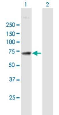 Western Blot: MAN1A2 Antibody [H00010905-B01P]