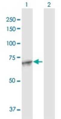 Western Blot: MAN1A2 Antibody [H00010905-D01P]