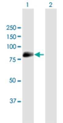 Western Blot: MAN1C1 Antibody [H00057134-B01P]