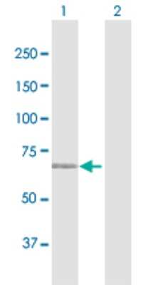 Western Blot: MAN1C1 Antibody [H00057134-D01P]