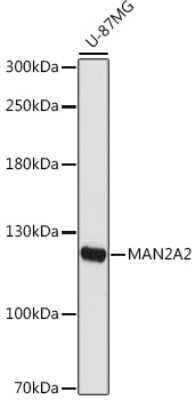 Western Blot: MAN2A2 AntibodyAzide and BSA Free [NBP3-15749]