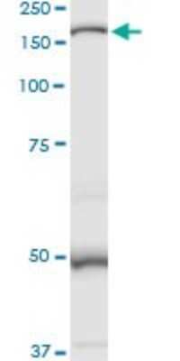 Western Blot: MAN2B1 Antibody [H00004125-D01P]