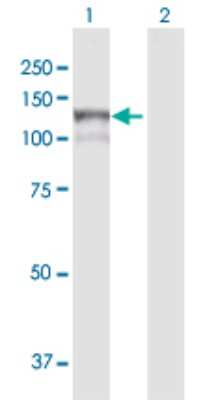Western Blot: MAN2B1 Antibody [H00004125-D01P]