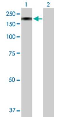 Western Blot: MAN2B2 Antibody [H00023324-B01P]