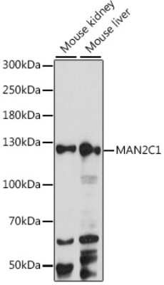 Western Blot: MAN2C1 AntibodyAzide and BSA Free [NBP3-04650]