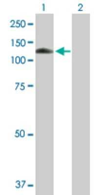 Western Blot: MANBA Antibody [H00004126-B01P]