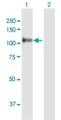 Western Blot: MANBA Antibody [H00004126-D01P]