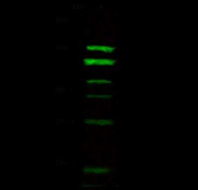 Western Blot: MANBA Antibody [NBP2-99160]