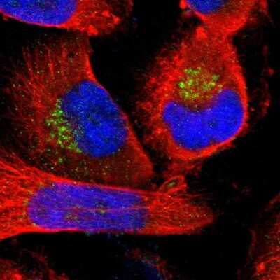 Immunocytochemistry/ Immunofluorescence: MANEA Antibody [NBP1-82279]