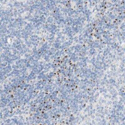 Immunohistochemistry-Paraffin: MANEA Antibody [NBP1-82279]