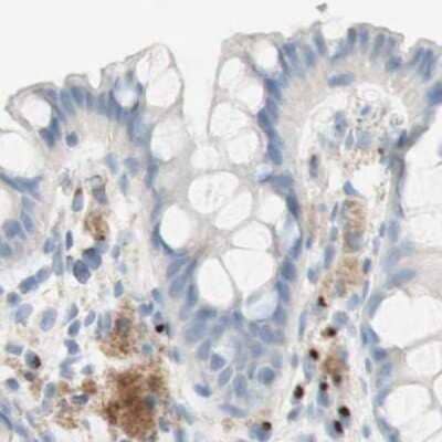 Immunohistochemistry-Paraffin: MANEA Antibody [NBP1-82279]