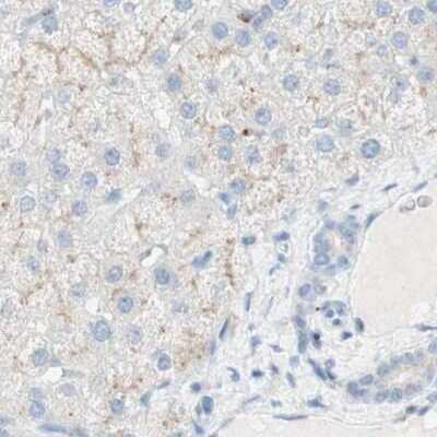 Immunohistochemistry-Paraffin: MANEA Antibody [NBP1-82279]