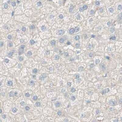 Immunohistochemistry-Paraffin: MANEA Antibody [NBP1-83710]