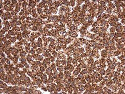 Immunohistochemistry-Paraffin: MANEA Antibody [NBP2-17214]
