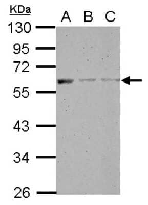 Western Blot: MANEA Antibody [NBP2-17214]