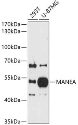 Western Blot: MANEA AntibodyAzide and BSA Free [NBP3-04940]