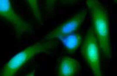 Immunocytochemistry/ Immunofluorescence: MANF Antibody (1D10) [H00007873-M01]