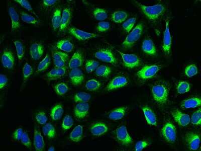 Immunocytochemistry/ Immunofluorescence: MANF Antibody [NBP2-99774]