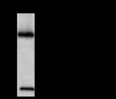 Immunoprecipitation: MANF Antibody [NBP2-99775]