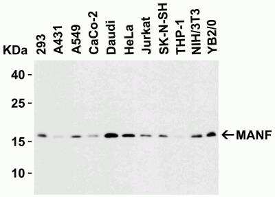 Western Blot: MANF AntibodyBSA Free [NBP1-76836]