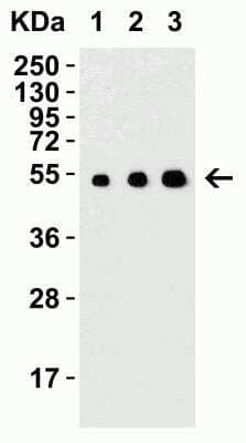 Western Blot: MANF AntibodyBSA Free [NBP1-76836]