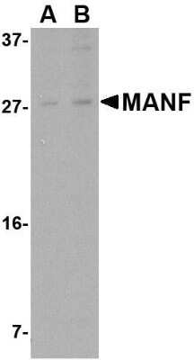 Western Blot: MANF AntibodyBSA Free [NBP1-76837]