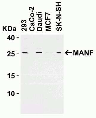 Western Blot: MANF AntibodyBSA Free [NBP1-76837]