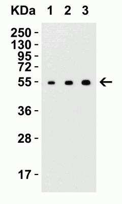 Western Blot: MANF AntibodyBSA Free [NBP1-76837]