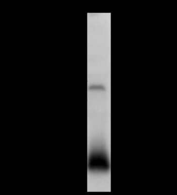 Western Blot: MANF Antibody [NBP2-99775]