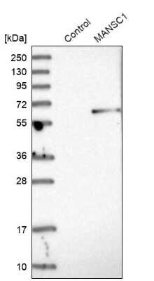 Western Blot: MANSC1 Antibody [NBP1-83871]