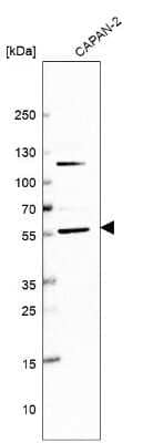 Western Blot: MANSC1 Antibody [NBP1-83872]