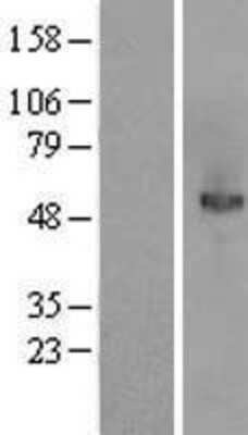 Western Blot: MANSC1 Overexpression Lysate [NBL1-12840]