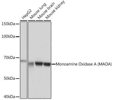 Western Blot: MAO-A Antibody (9U8P8) [NBP3-16332]