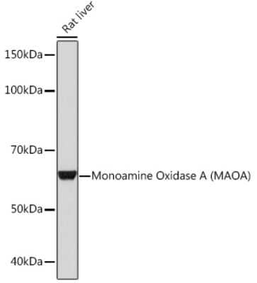 Western Blot: MAO-A Antibody (9U8P8) [NBP3-16332]