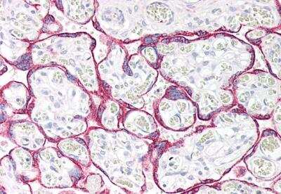 Immunohistochemistry-Paraffin: MAO-A Antibody [NB100-2417]