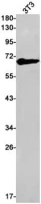 Western Blot: MAO-A Antibody (S07-9I3) [NBP3-19697]