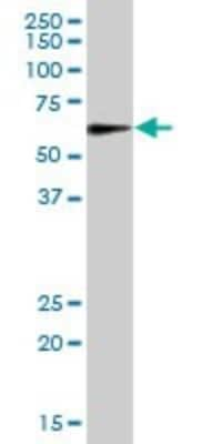 Western Blot: MAO-A Antibody [H00004128-B02P]