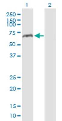 Western Blot: MAO-A Antibody [H00004128-B02P]
