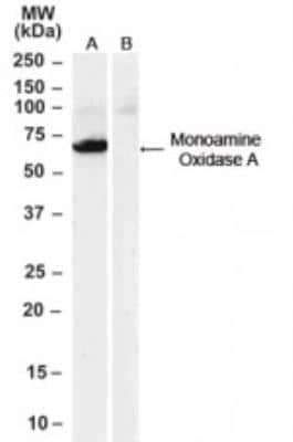 Western Blot: MAO-A Antibody [NB100-2417]