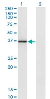 Western Blot: MAP1 Antibody (4A1) [H00064112-M02]